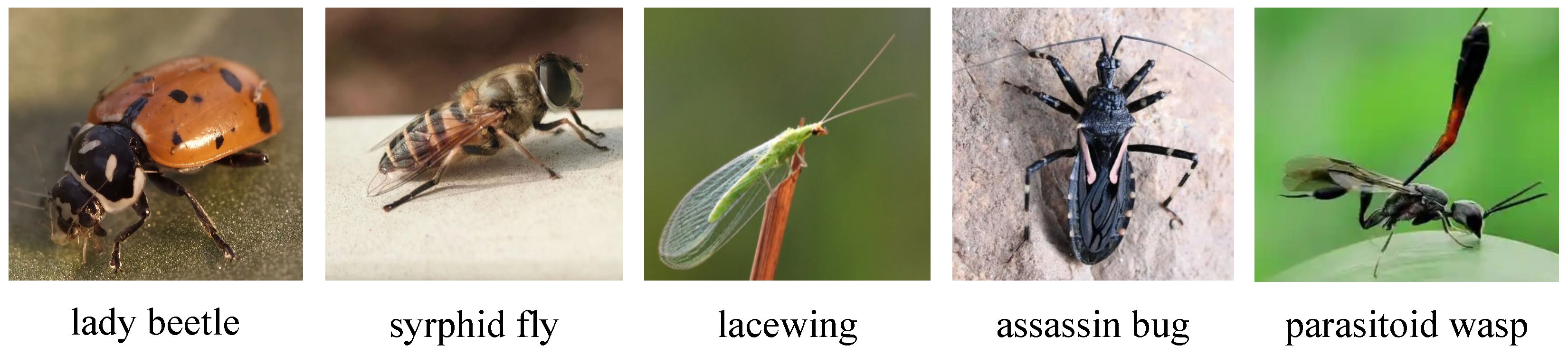 Predictory Insects Cross-Modal and Contrastive Optimization for Explainable Multimodal ...