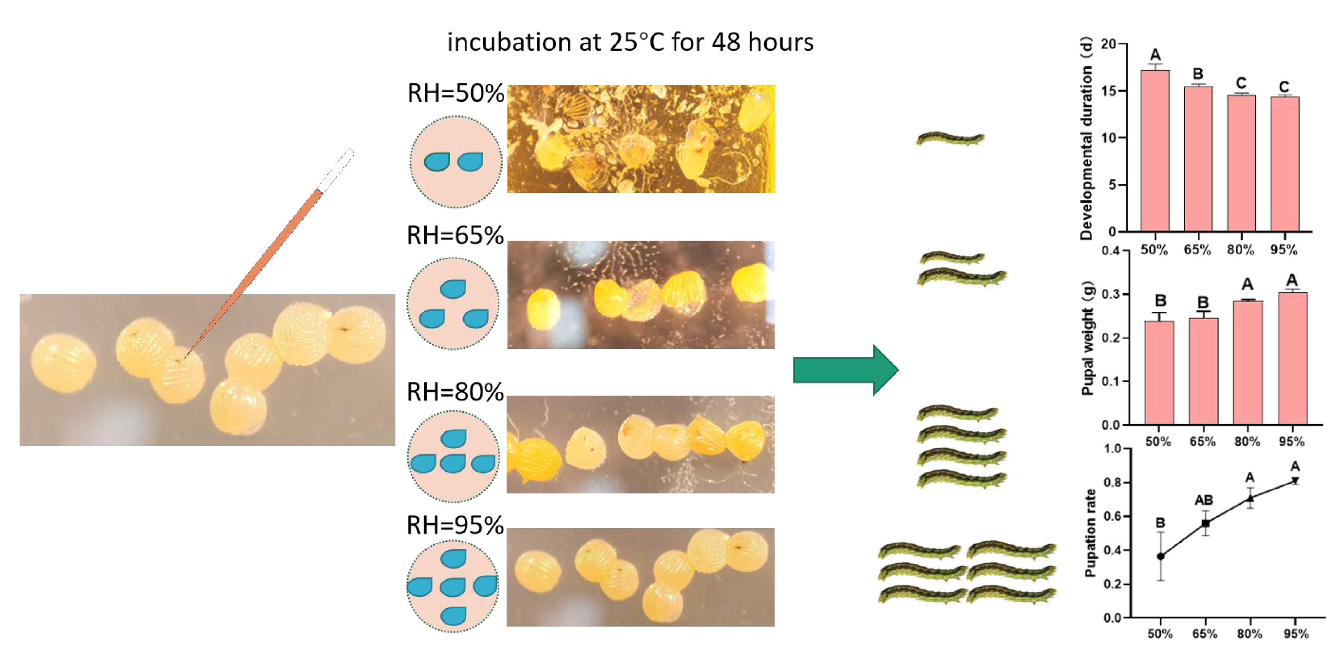 High-Humidity Incubation Improves Post-Microinjection Viability and ...