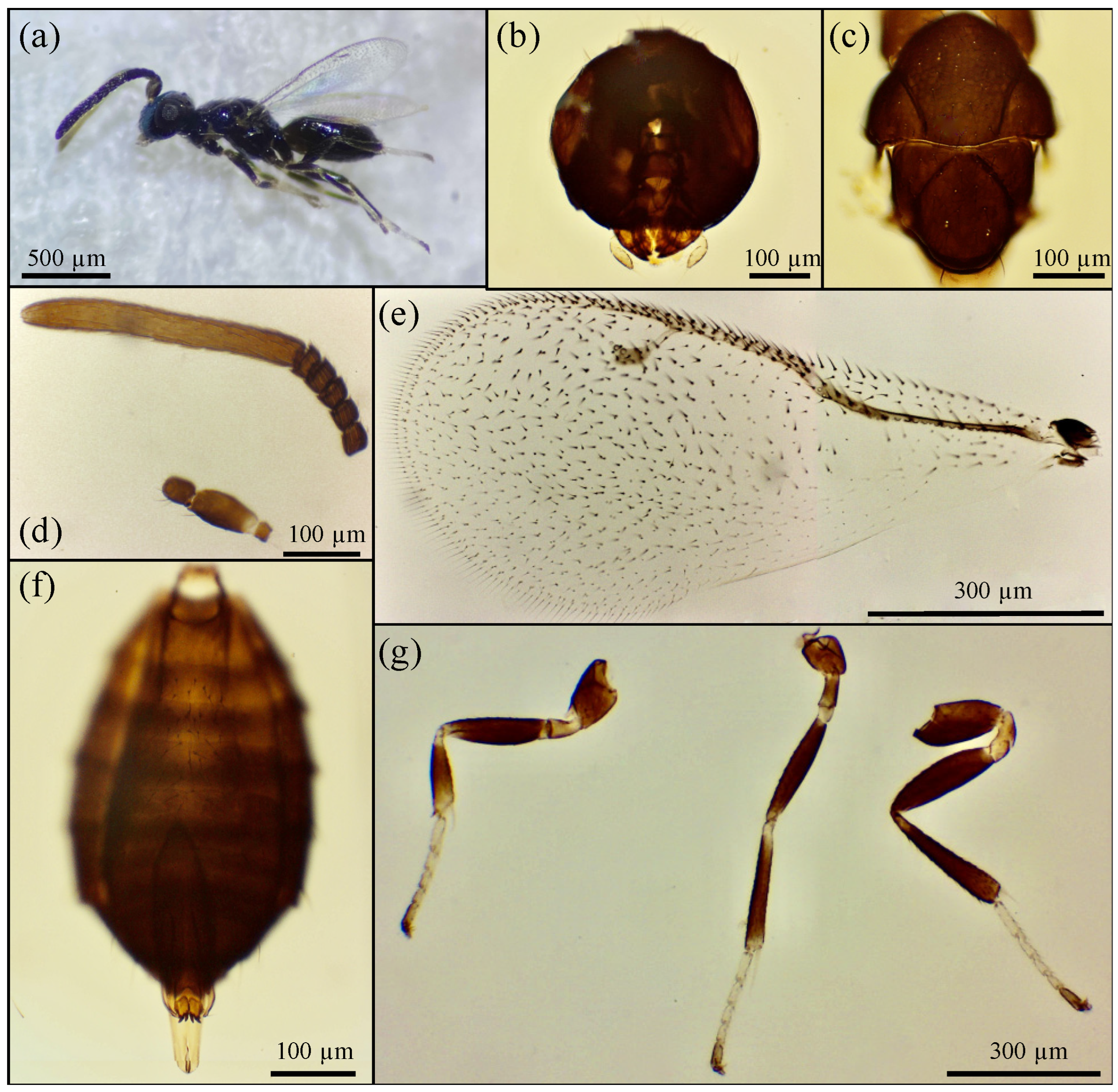Insect Complex Integrative Taxonomy to Assess the Parasitoid Complex of the Jumping ...