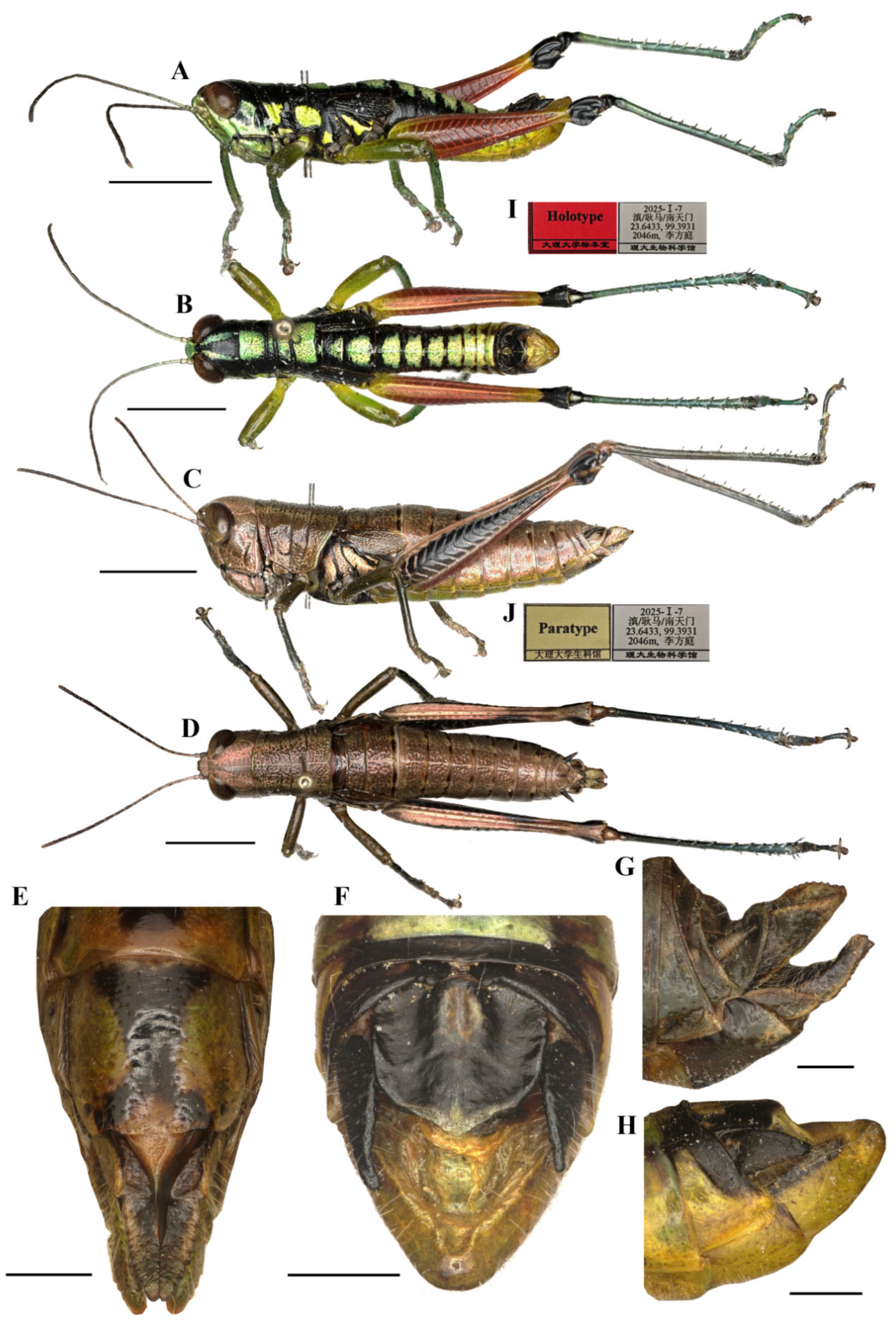 Two New Species of the Genus Caryanda Stål, 1878 (Orthoptera: Acrididae ...