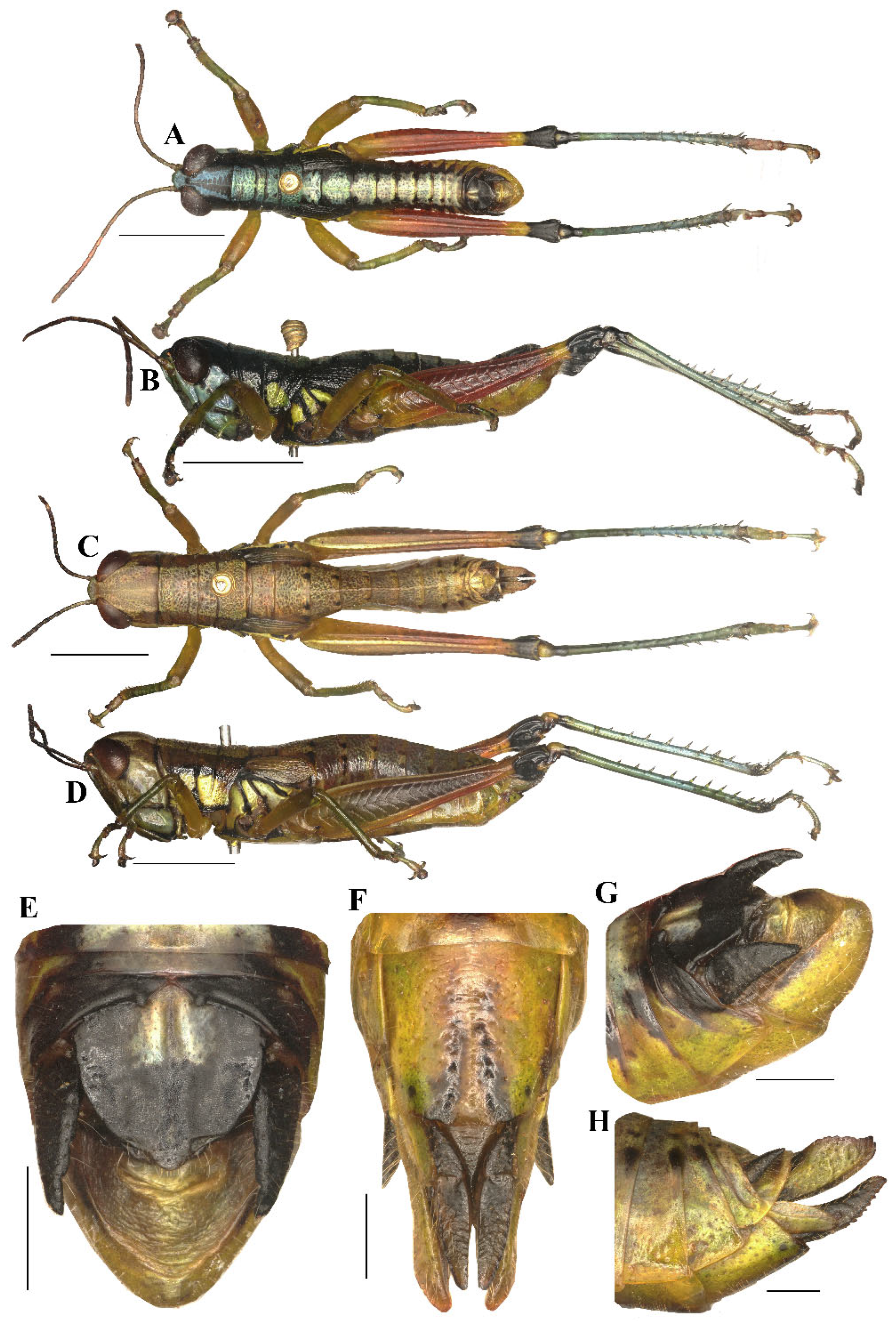 Two New Species of the Genus Caryanda Stål, 1878 (Orthoptera: Acrididae ...