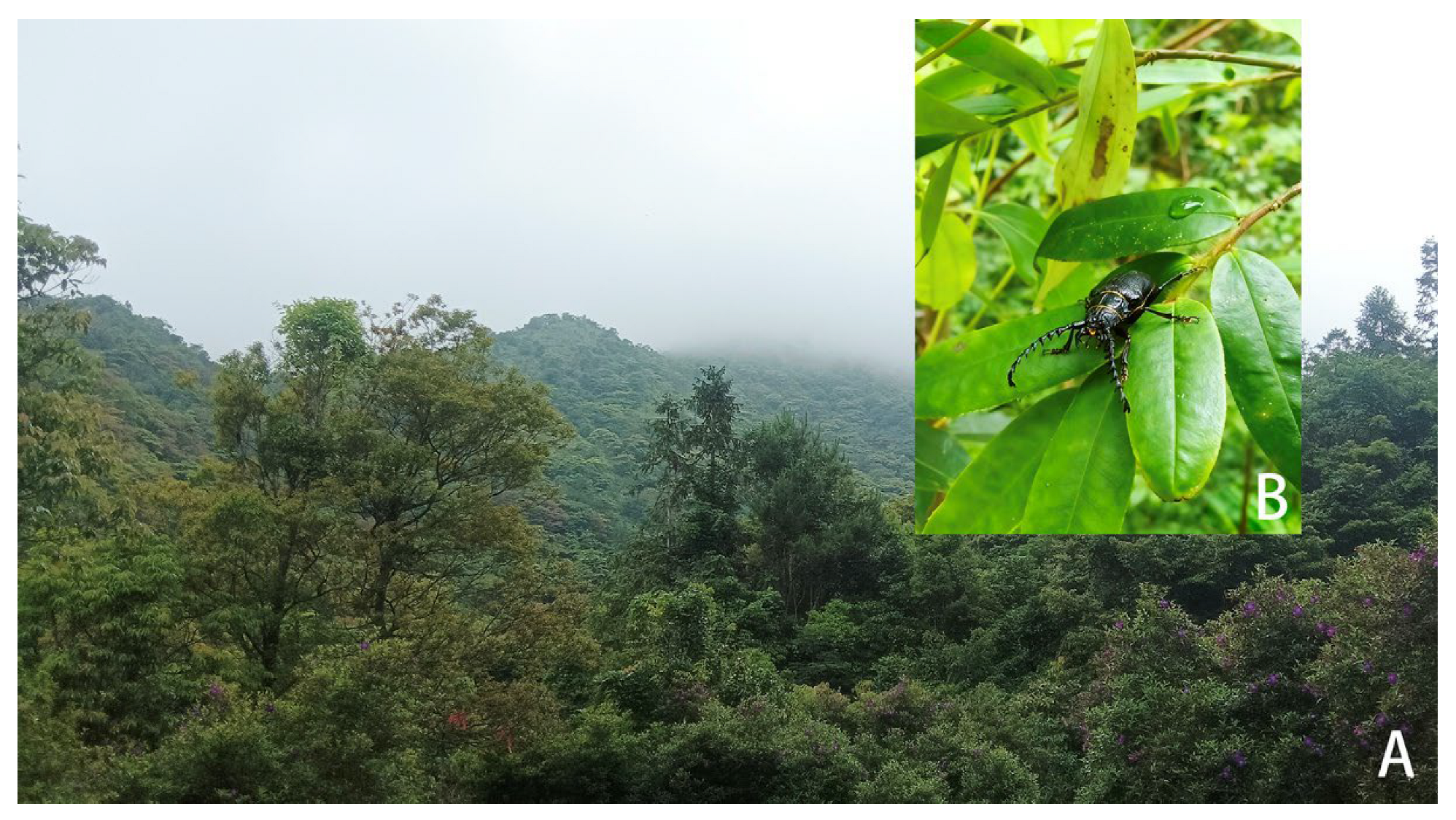 Praani Insect A Revision of the Prionus gahani Species Group (Coleoptera ...