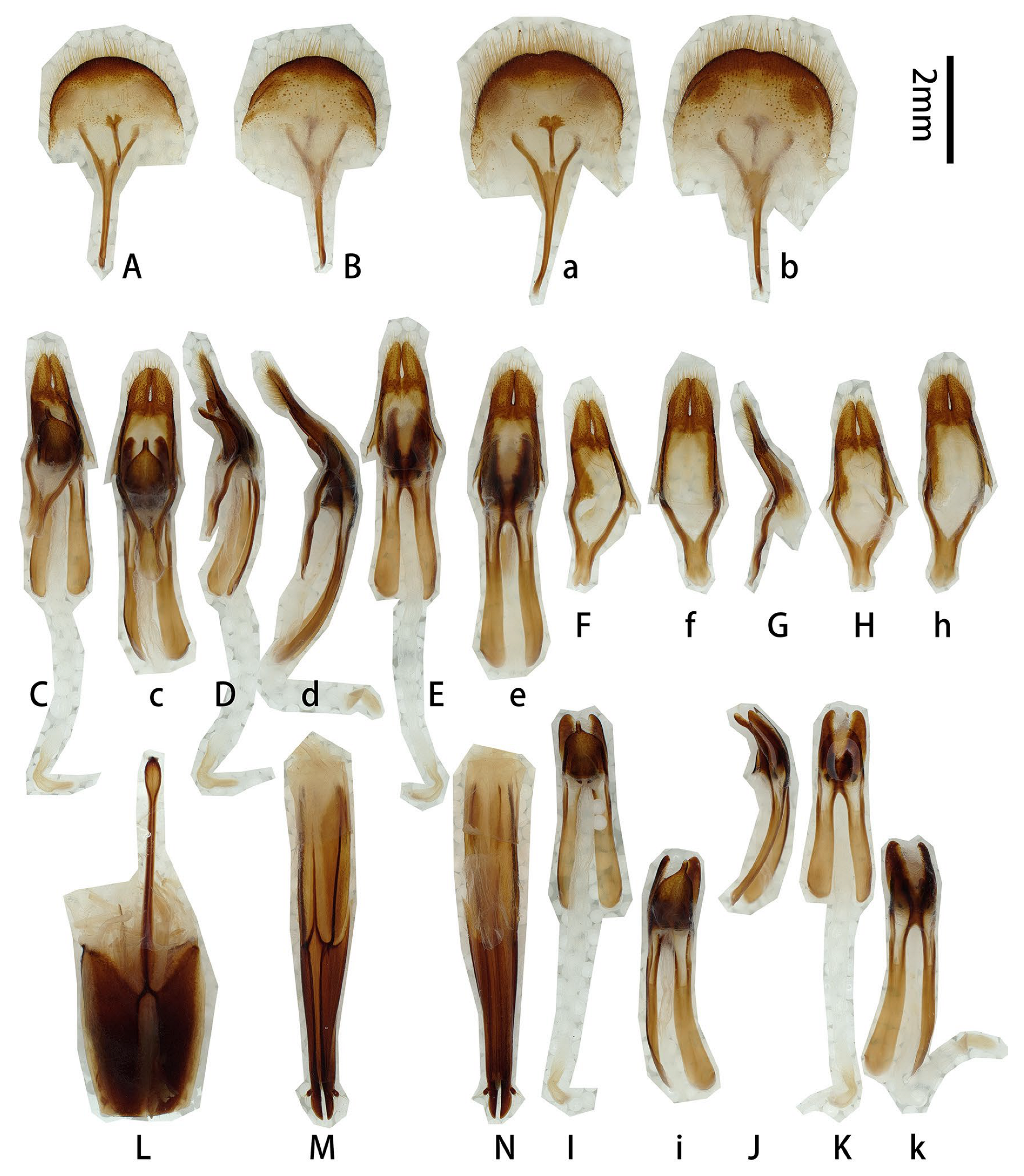 Praani Insect A Revision of the Prionus gahani Species Group (Coleoptera ...