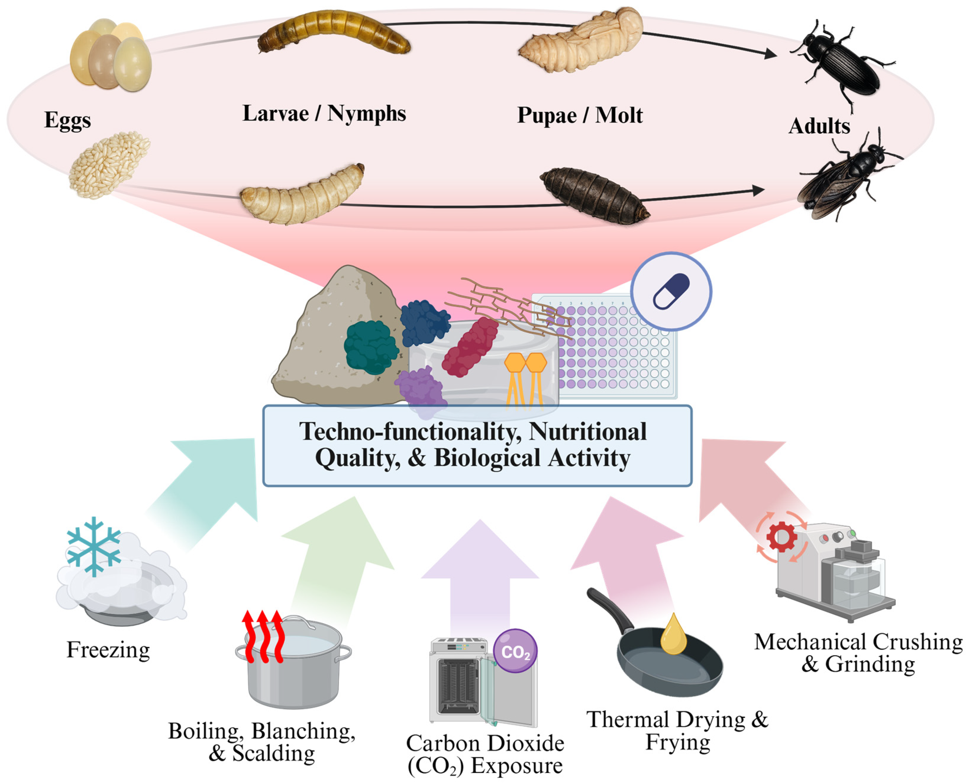 Dessicated Insects Towards Bioethical and Functional Standards in the Slaughter Methods of ...