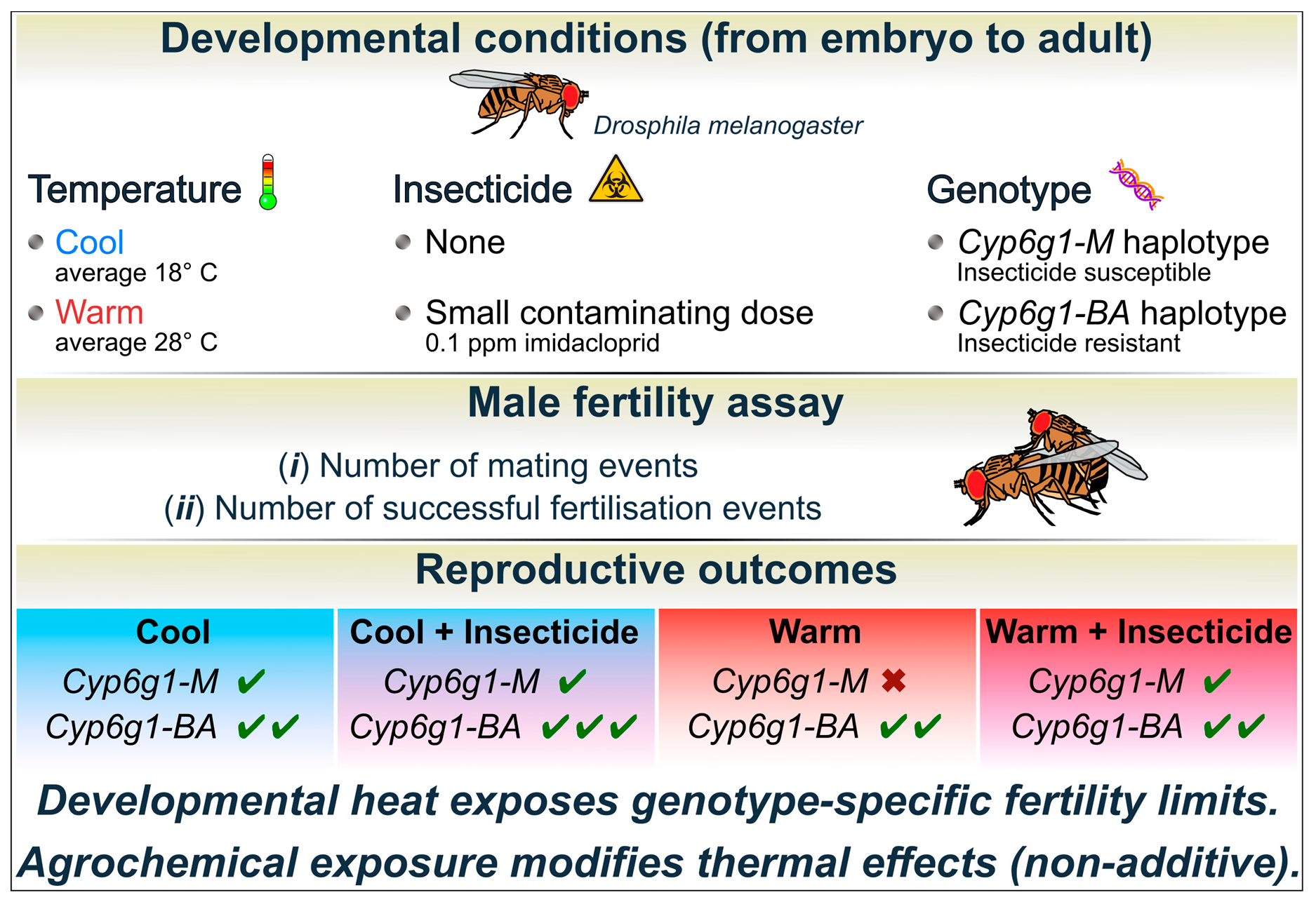 Heat Shock Insect Reproduction Early-Life Heat Stress Exposes Genotype-Dependent Male Fertility Limits ...