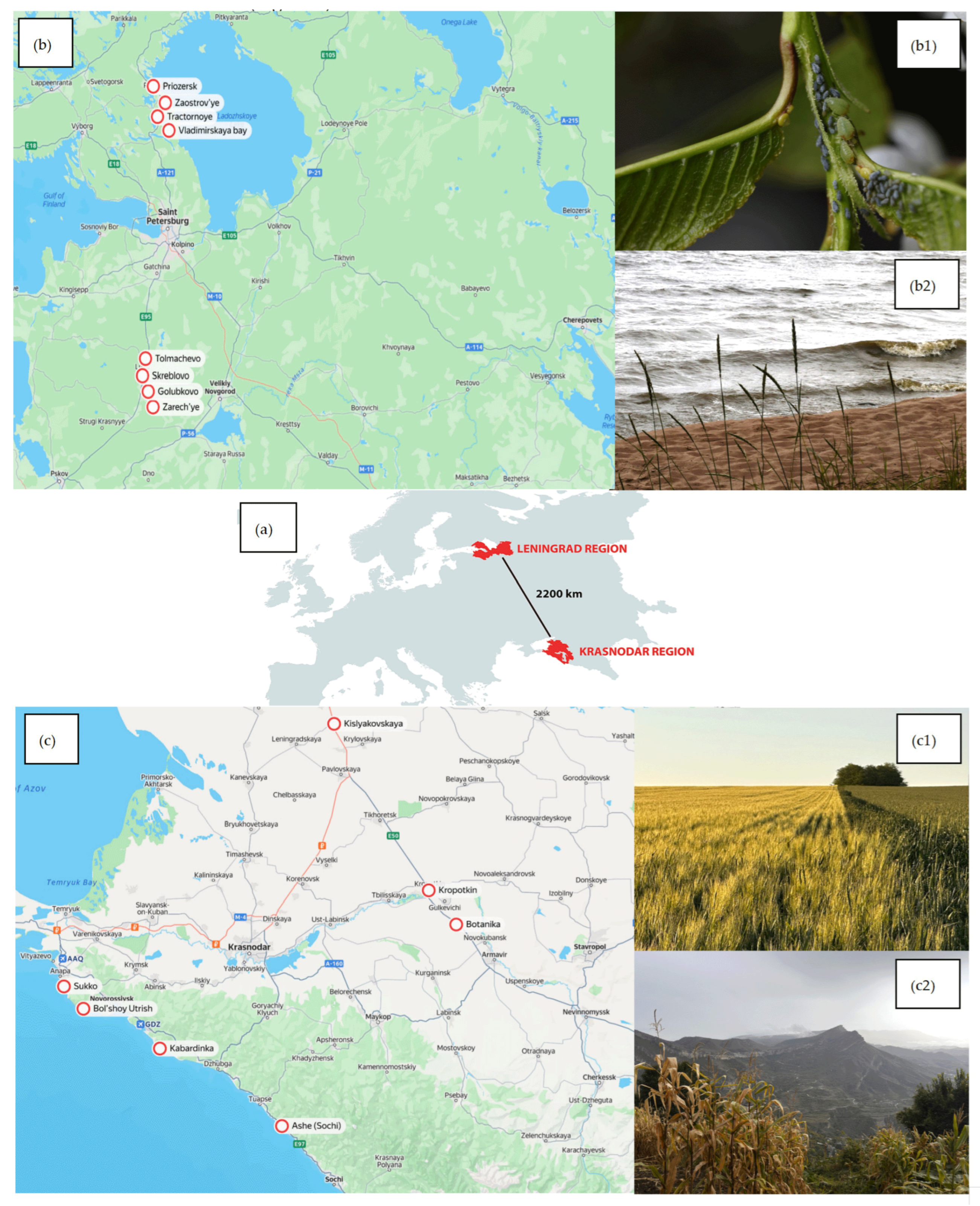Variation in the Acceptability of Cereal Grasses by Rhopalosiphum padi ...