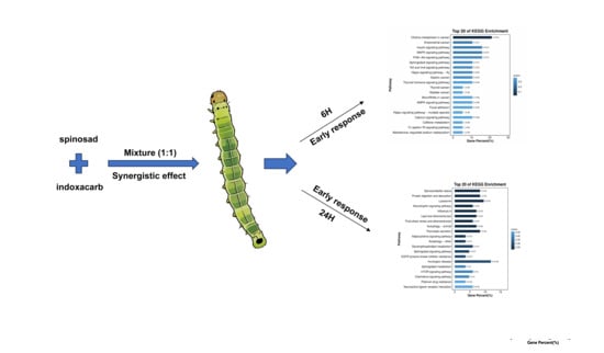 Transcriptomic Insights into the Synergistic Mechanism of Spinosad–Indoxacarb Mixtures Against Cnaphalocrocis medinalis