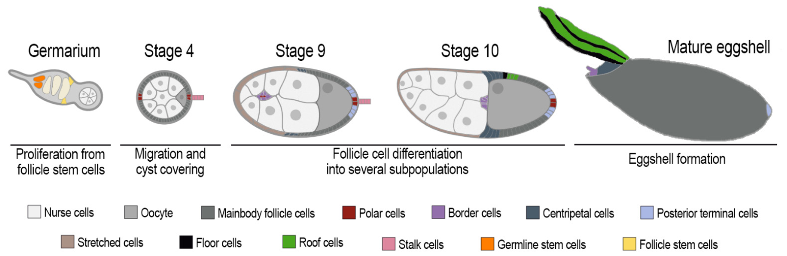 Insect Cell Types From Follicle Cell Differentiation and Structure to Chorion Biogenesis ...