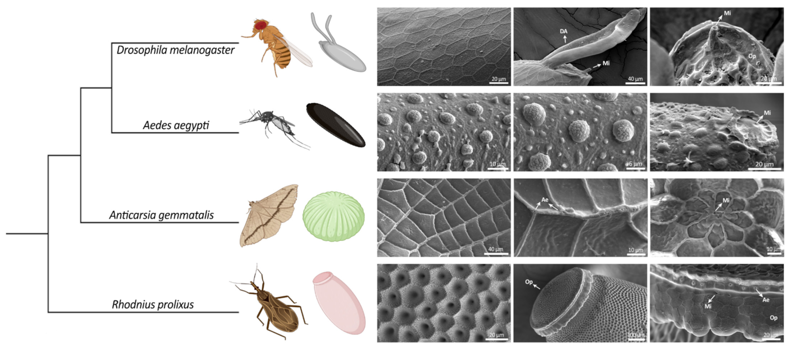 From Follicle Cell Differentiation and Structure to Chorion Biogenesis ...