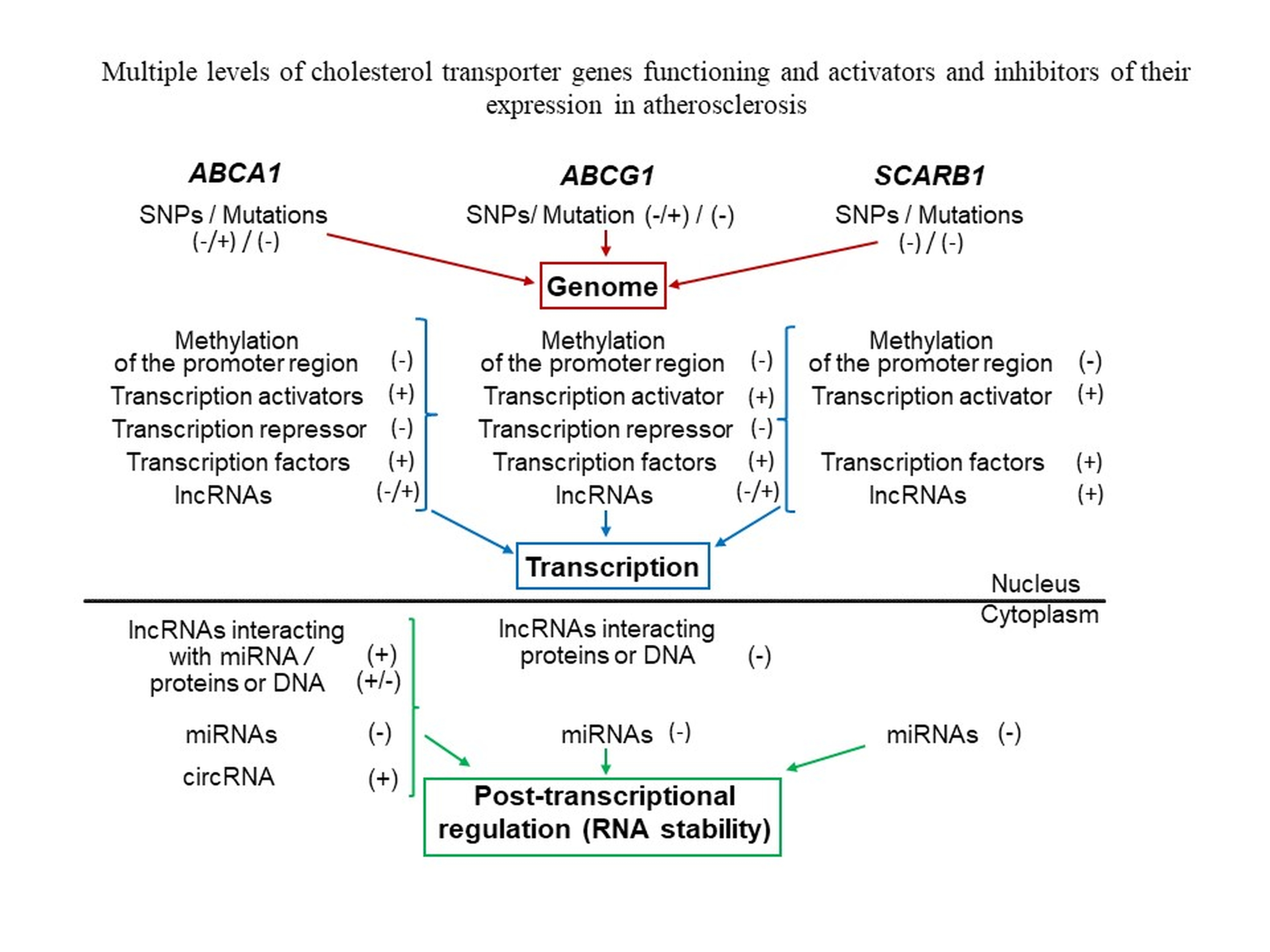 JCDD | Free Full-Text | Genomic Variants and Multilevel Regulation 