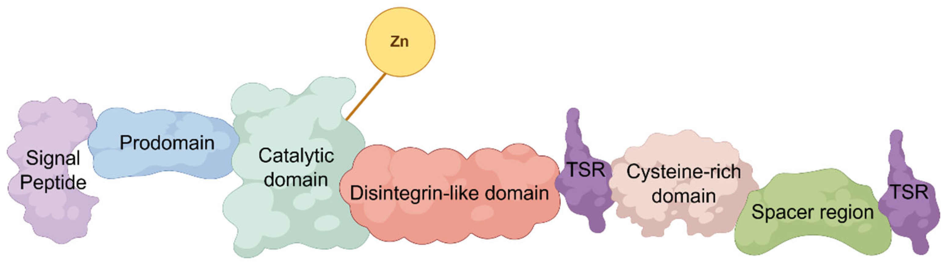 The Dual Role of ADAMTS1 in Cardiovascular Remodeling: Balancing ...