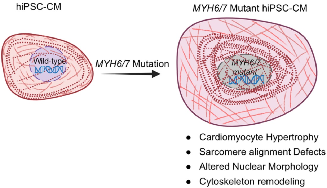 Early Cytoskeletal Remodeling Drives Hypertrophic Cardiomyopathy ...