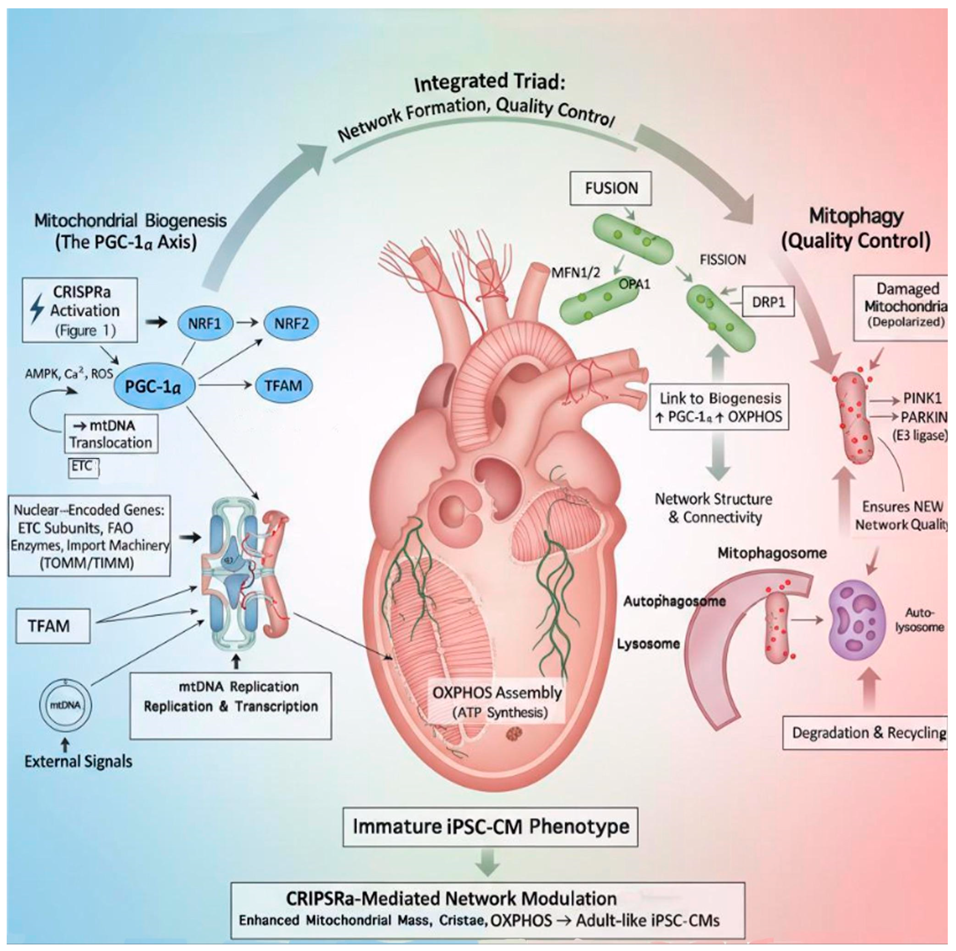 Engineering Mitochondrial Biogenesis in iPSC-CMs: CRISPR-Guided ...