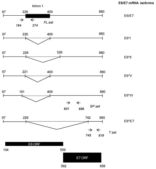 jcm-free-full-text-quantification-of-hpv16-e6-e7-mrna-spliced