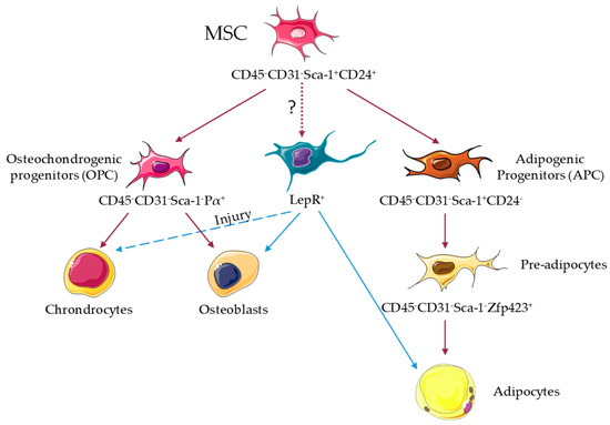 JCM | Free Full-Text | Bone Marrow Adipocytes: The Enigmatic Components ...