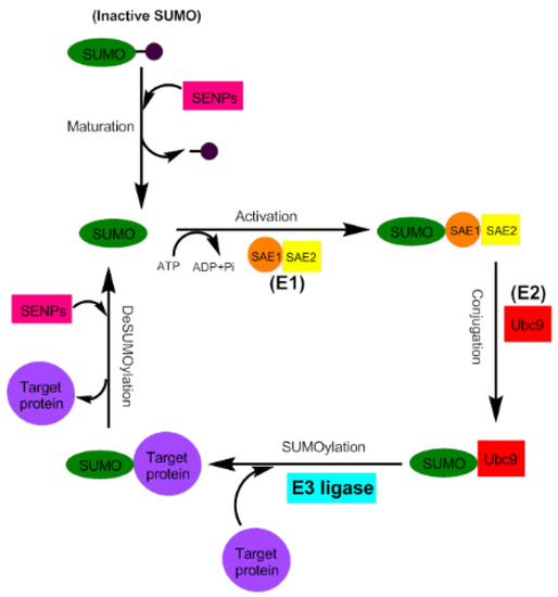 The Role of Protein SUMOylation in the Pathogenesis of Atherosclerosis