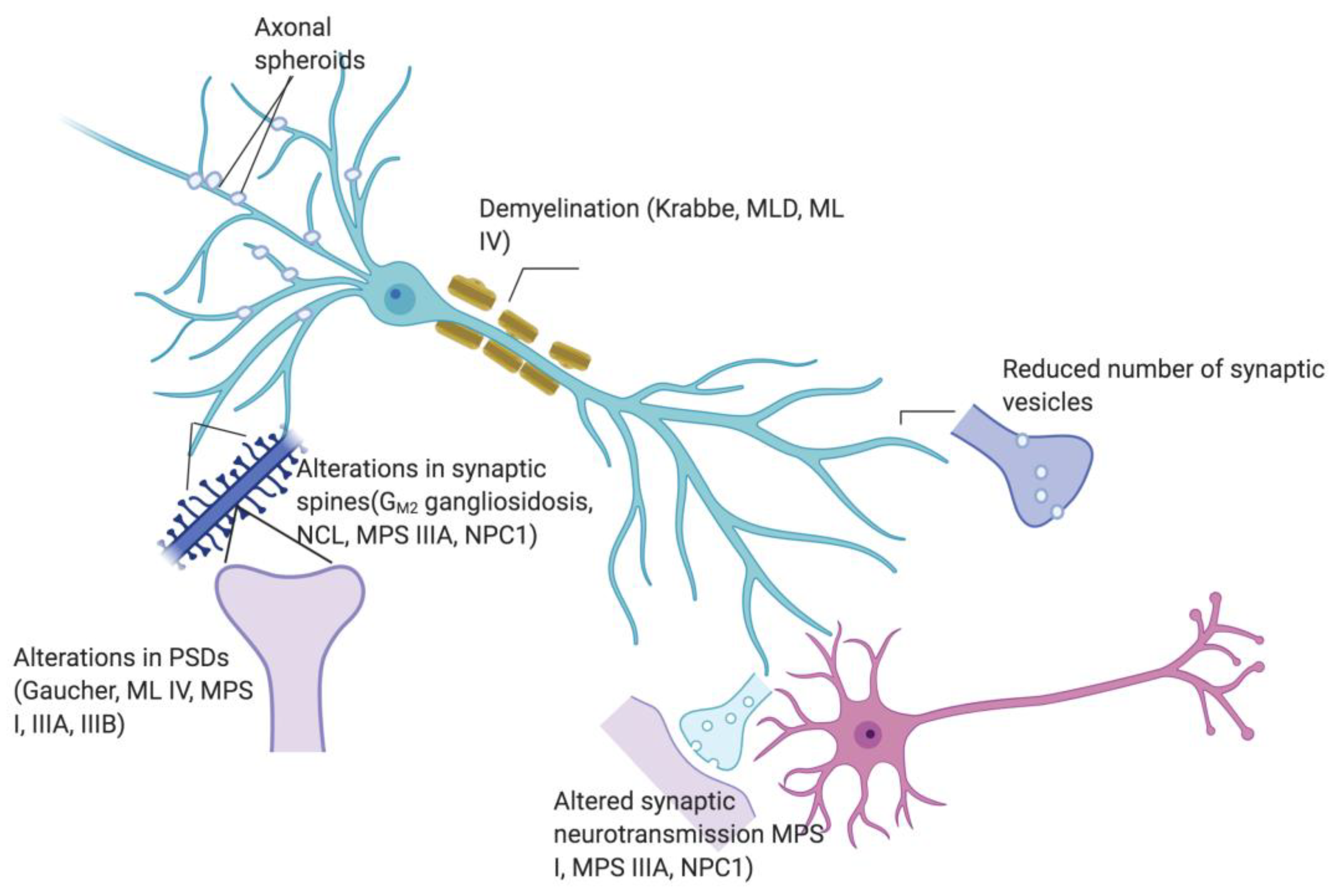 Presynaptic Dysfunction in Neurons Derived from Tay–Sachs iPSCs