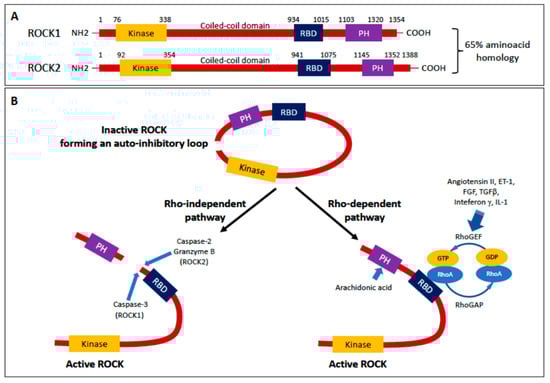ROCK (RhoA/Rho Kinase) in Cardiovascular–Renal Pathophysiology: A ...