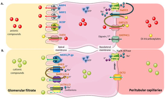 Effects of Ischemia-Reperfusion on Tubular Cell Membrane 