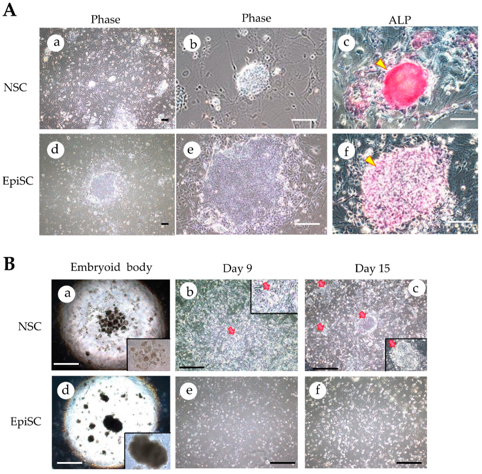 JCM | Free Full-Text | Drug-Induced Naïve iPS Cells Exhibit Better  Performance than Primed iPS Cells with Respect to the Ability to  Differentiate into Pancreatic β-Cell Lineage