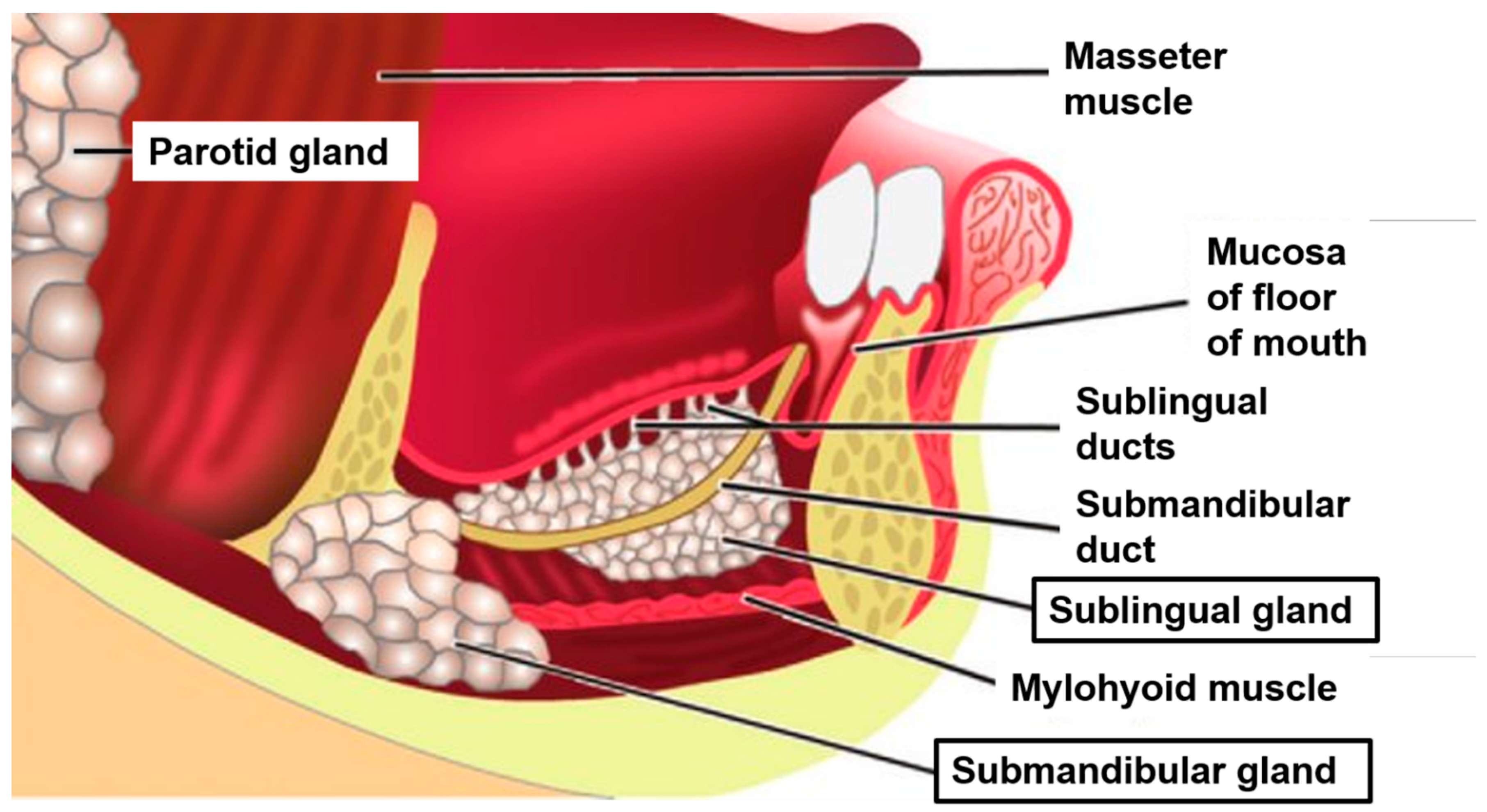 submandibular gland relations