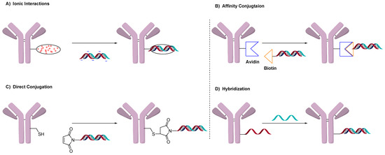 Antibody-oligonucleotide conjugates (AOCs) —A new wave of drug conjugates