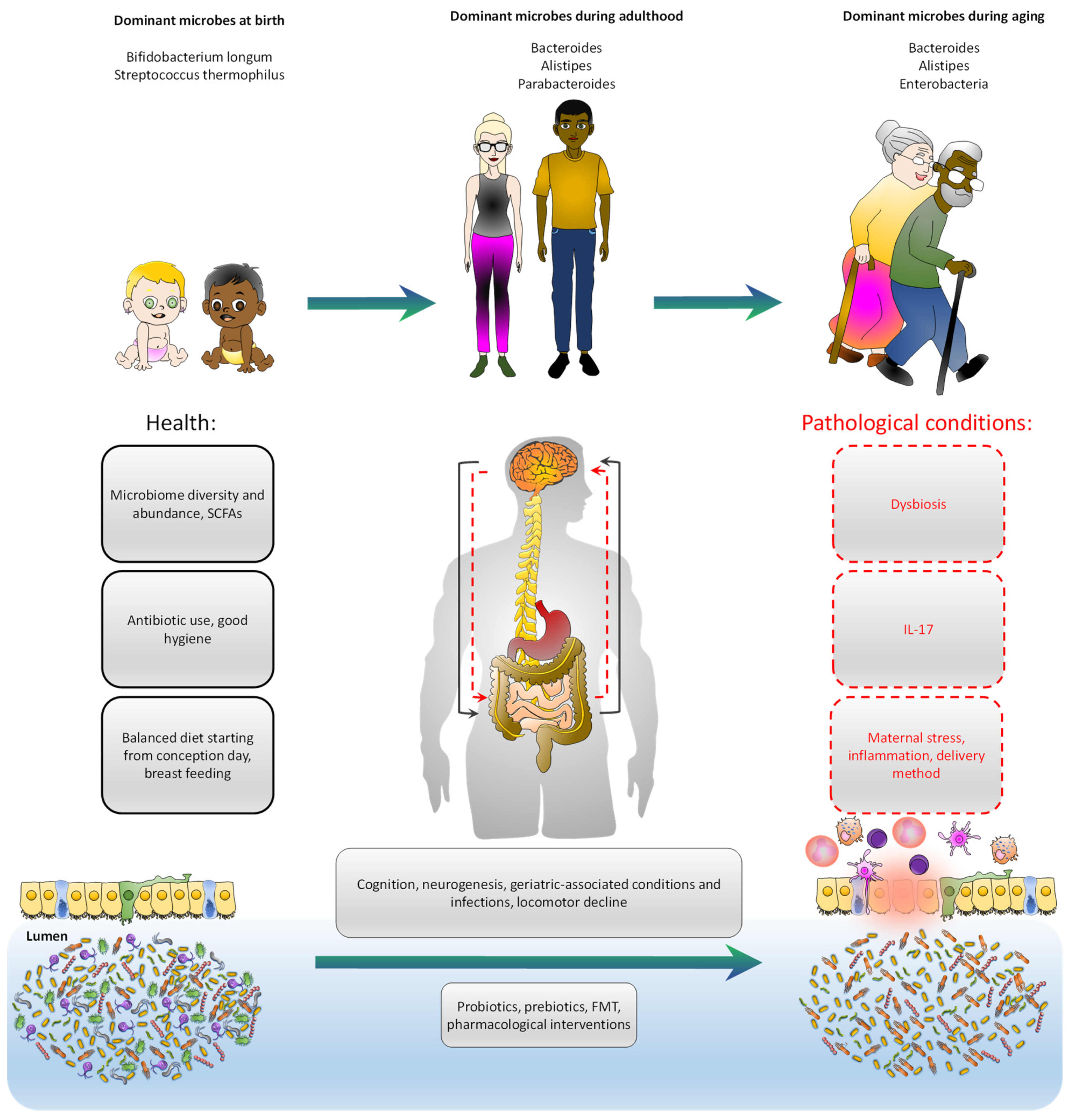 JCM Free Full-Text Gut Microbiota Interaction with the Central Nervous System throughout Life