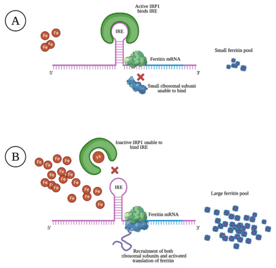 JCM | Free Full-Text | Hyperferritinemia—A Clinical Overview