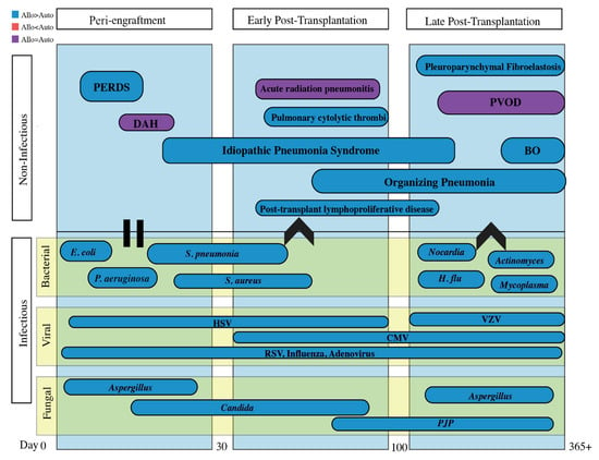 JCM | Free Full-Text | Pulmonary Complications in Hematopoietic Stem ...