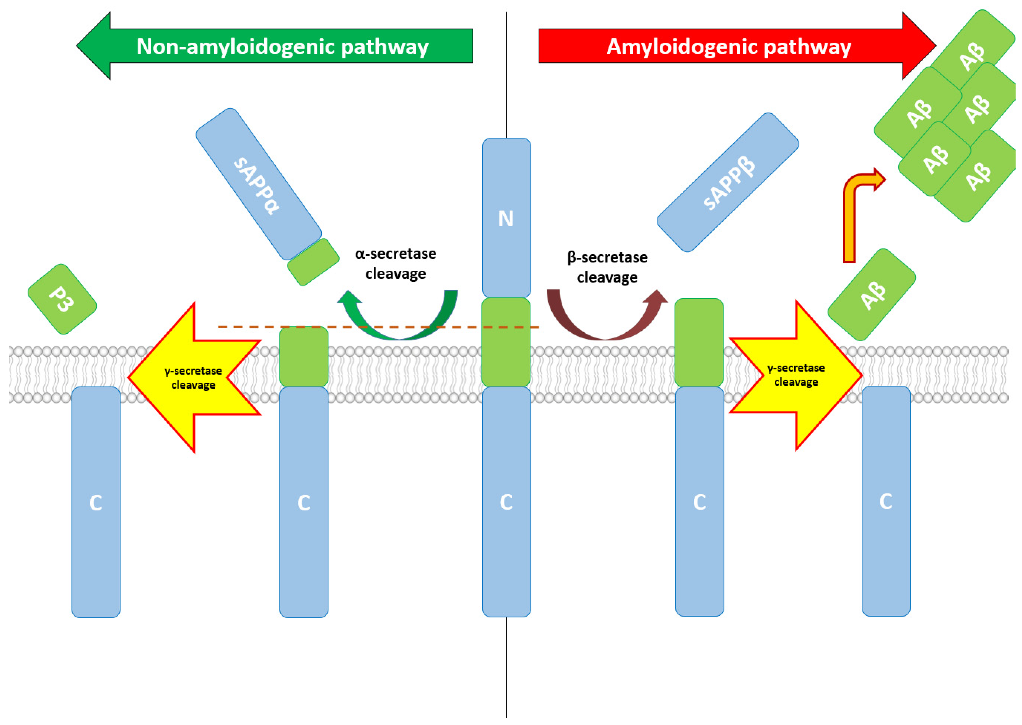 JCM | Free Full-Text | Amyloid Beta Dynamics in Biological Fluids ...