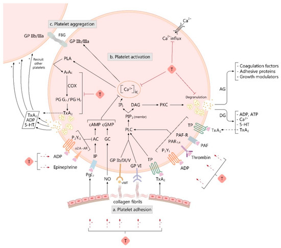 JCM | Free Full-Text | Taurine and Its Derivatives: Analysis of the ...