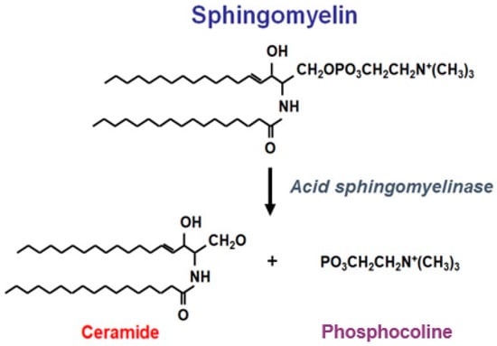 sphingomyelinase