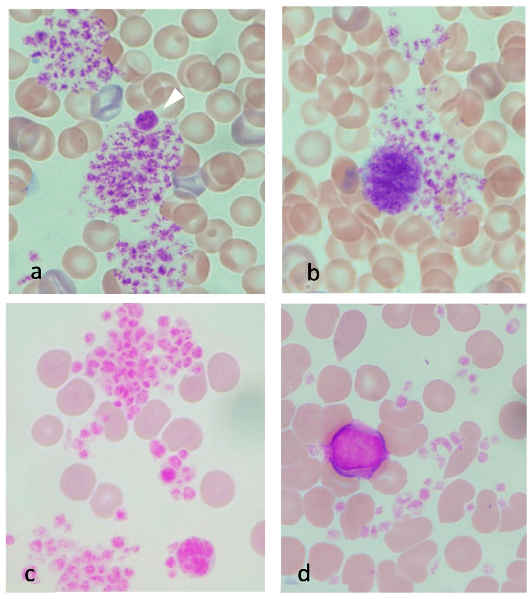 JCM | Free Full-Text | Morphological Changes in Blood Cells in a Rat Model  of Heatstroke: A Pilot Study