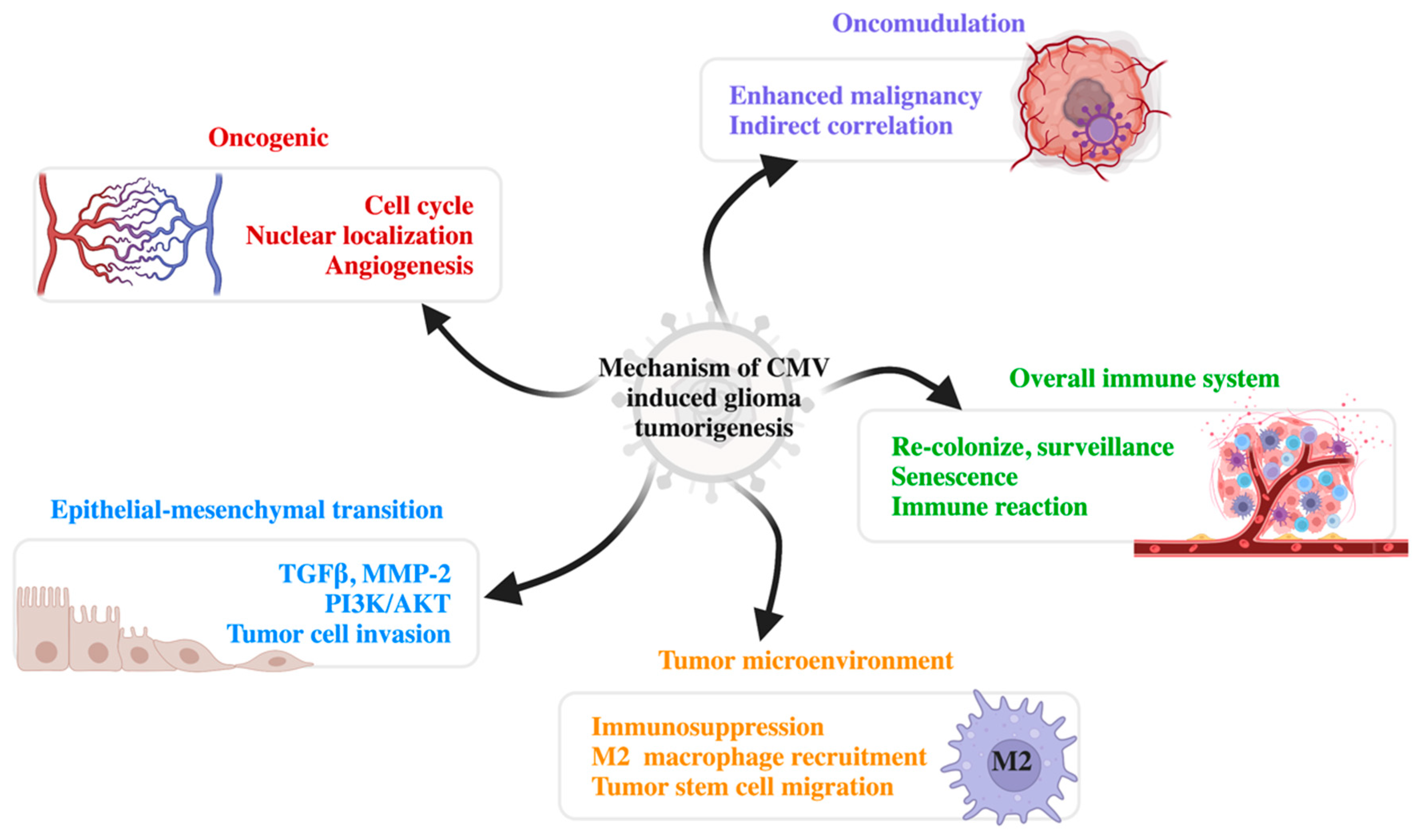 Jcm Free Full Text Cytomegalovirus And Glioblastoma A Review Of