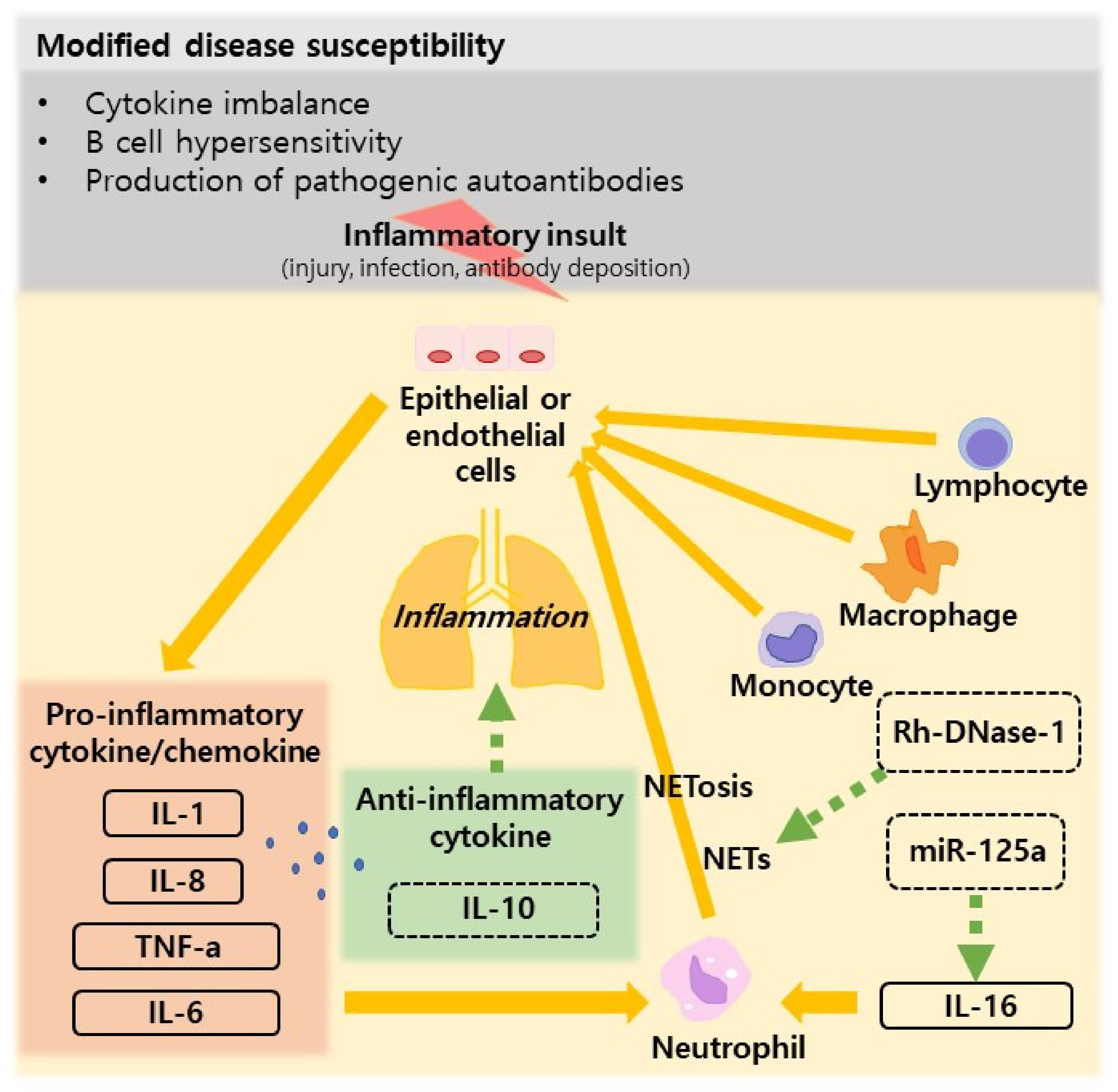 Jcm Free Full Text Systemic Lupus Erythematosus And Lung Involvement A Comprehensive Review