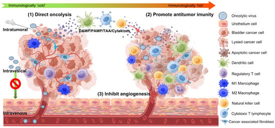 JCM | Free Full-Text | Oncolytic Viruses For The Treatment Of Bladder ...