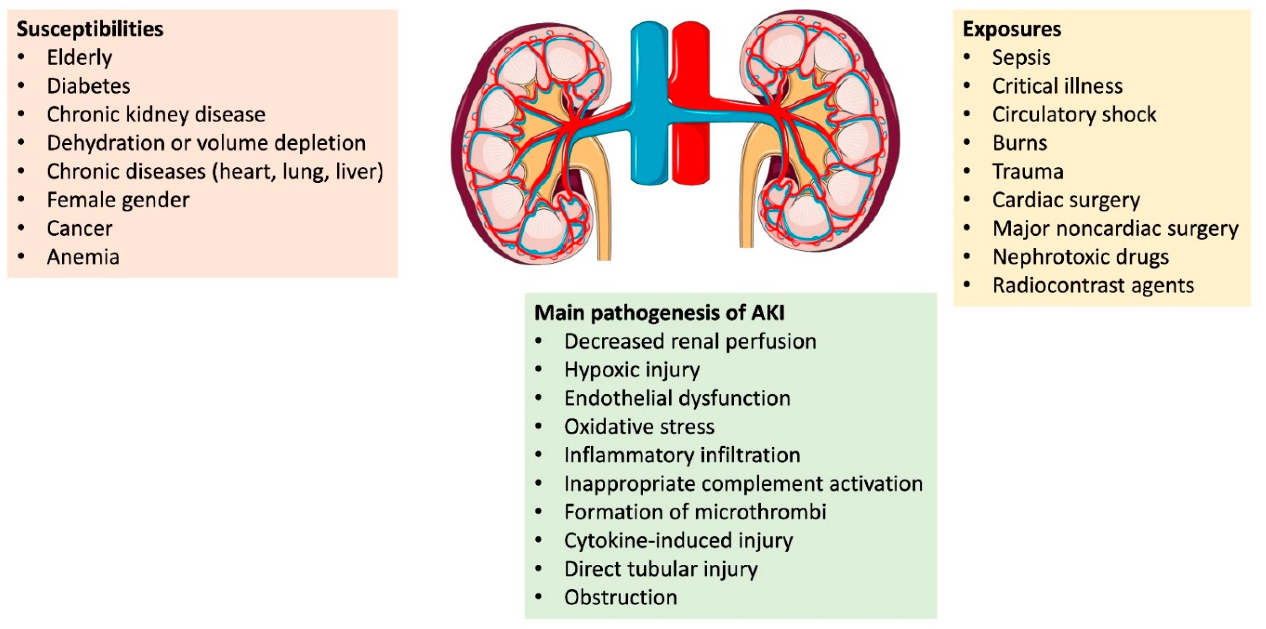 JCM Free Full Text Acute Kidney Injury Medical Causes And Pathogenesis