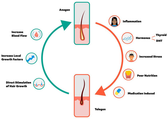 Integrative And Mechanistic Approach To The Hair Growth Cycle And Hair Loss Integrative And Mechanistic Approach To The Hair Growth Cycle And Hair Loss