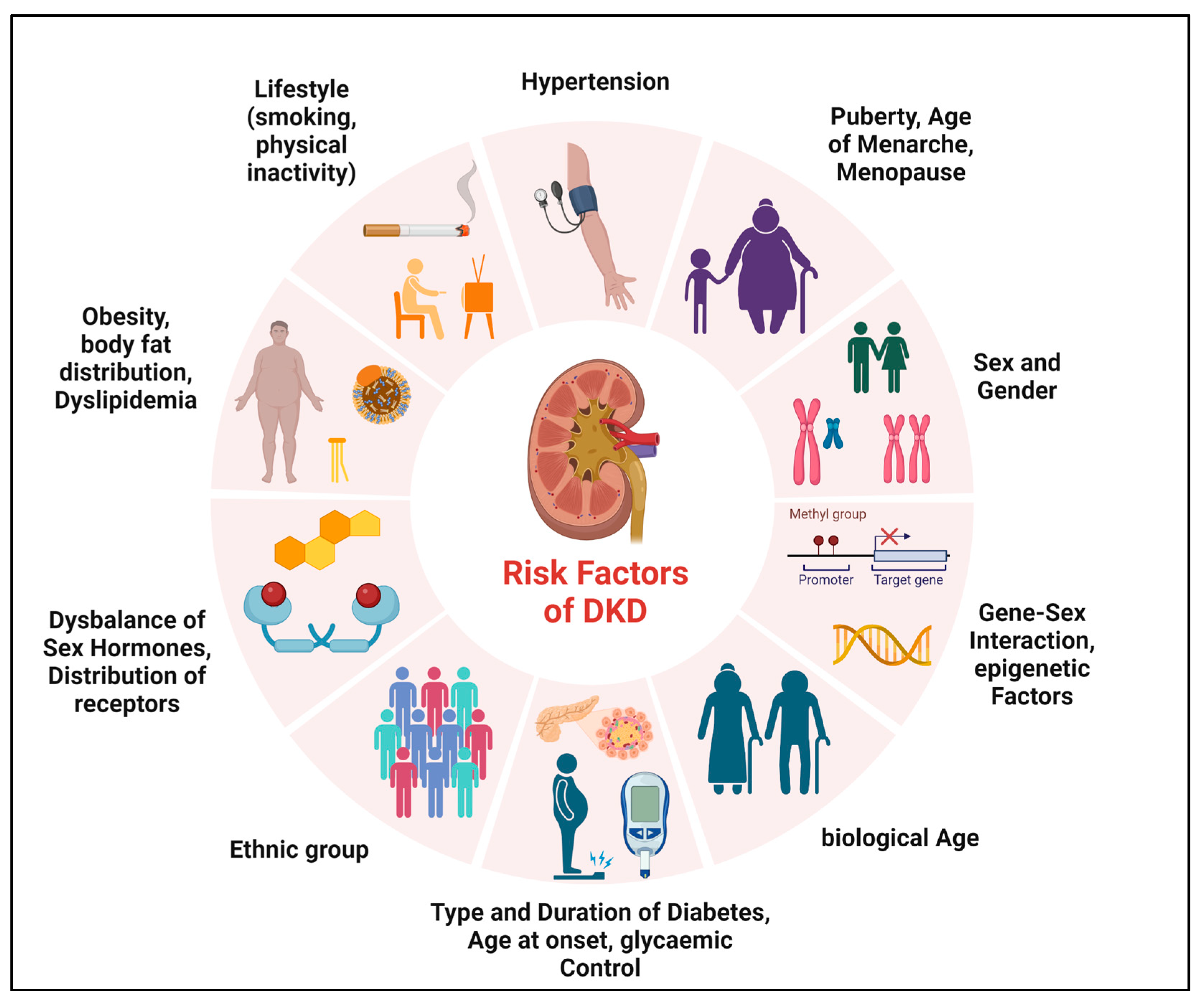 JCM | Free Full-Text | Sex-Related Aspects in Diabetic Kidney  Disease—An Update