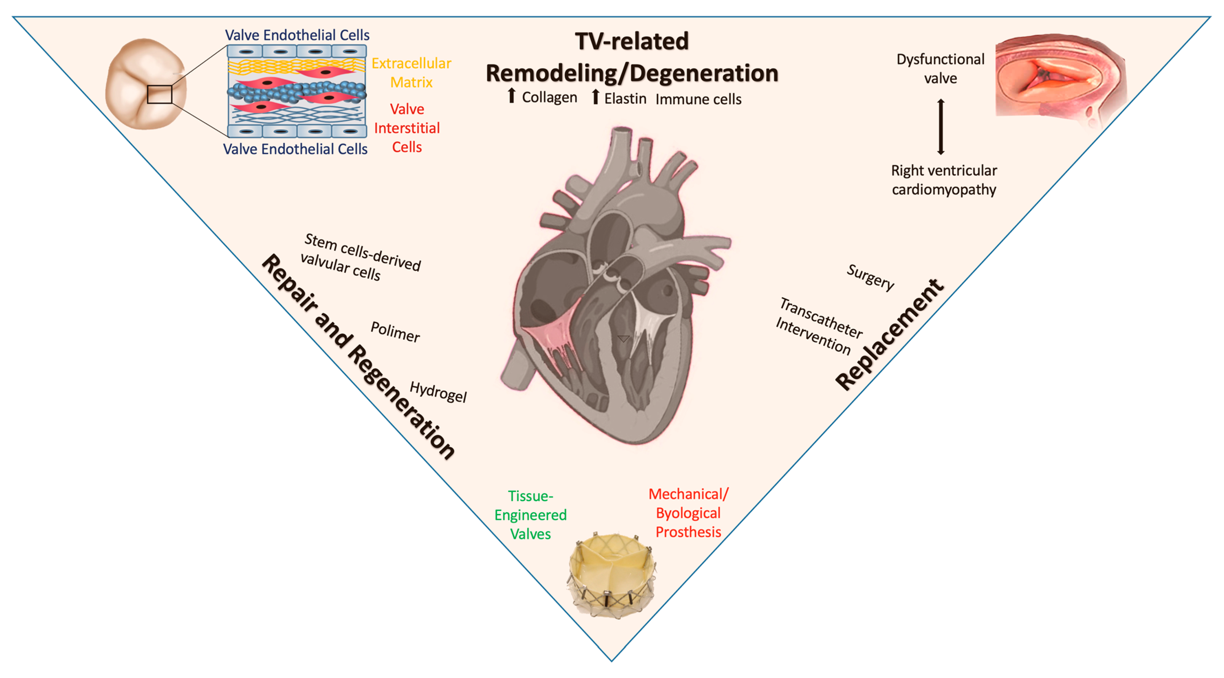 Anatomy and Physiology of the Tricuspid Valve | JACC: Cardiovascular Imaging