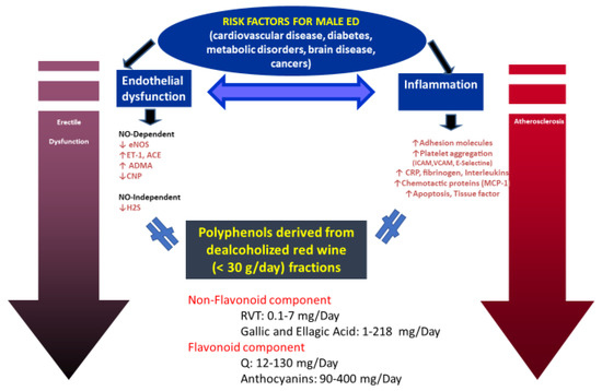 Red Wine and Sexual Function in Men An Original Point of View