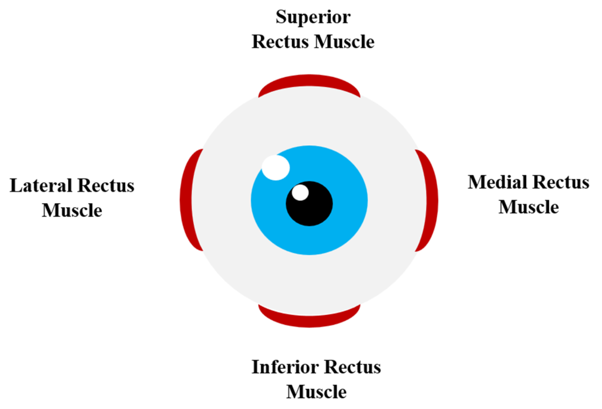 Lateral Rectus Muscle Lateral Rectus Muscle