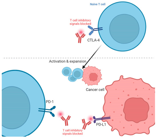 JCM | Free Full-Text | Review of the Immune Checkpoint Inhibitors in ...