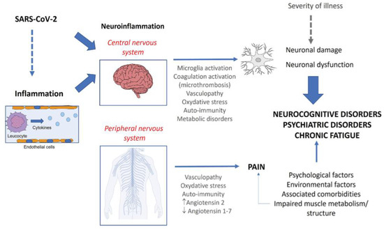 The Potential Role of Hypothalamic Phospholipid Liposomes in the ...