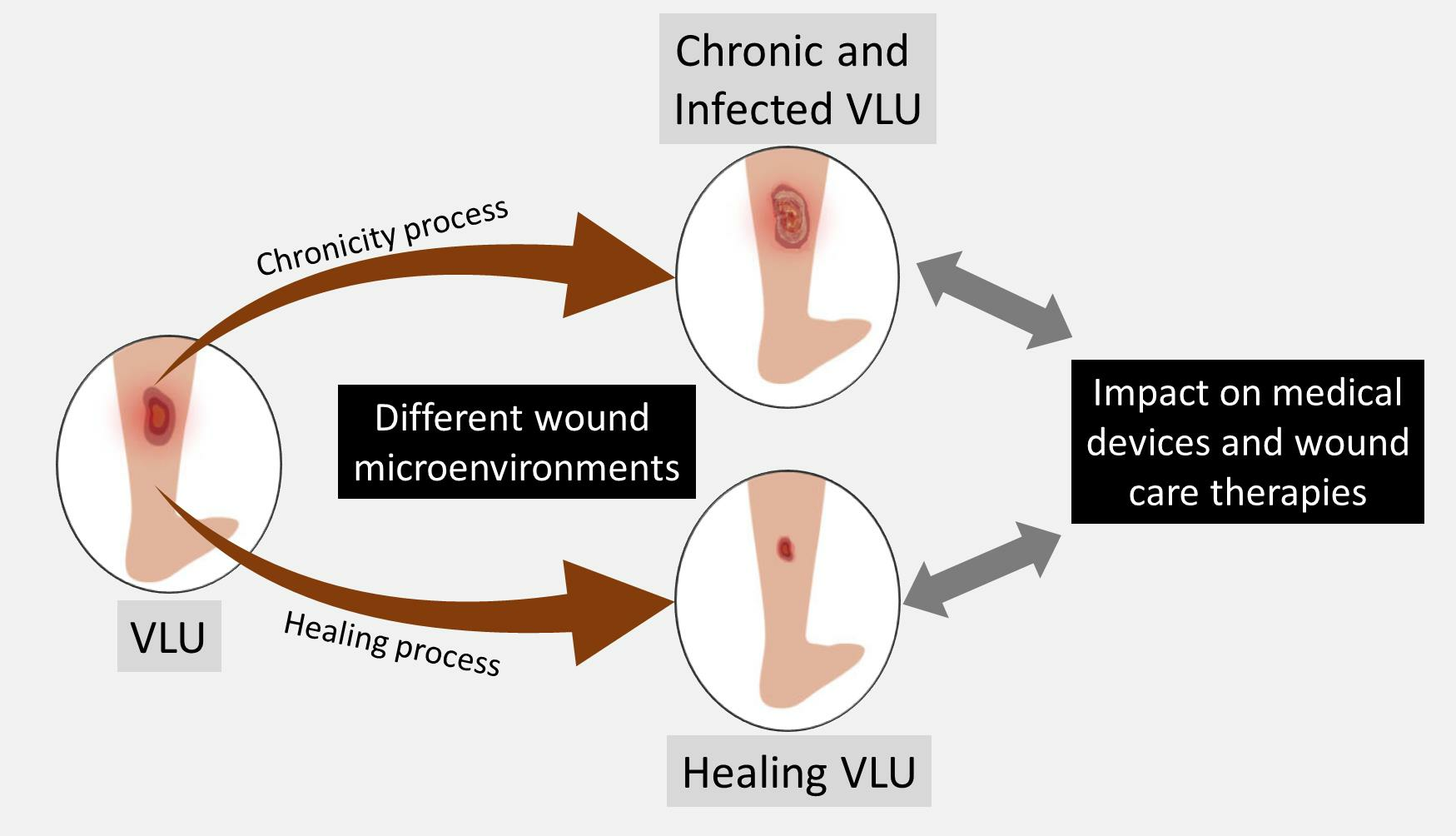 JCM Free Full-Text Evolution of the Chronic Venous Leg Ulcer Microenvironment and Its Impact on Medical Devices and Wound Care Therapies
