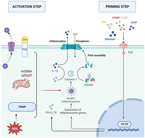 JCM | Free Full-Text | From Innate Immunity to Metabolic Disorder: A ...