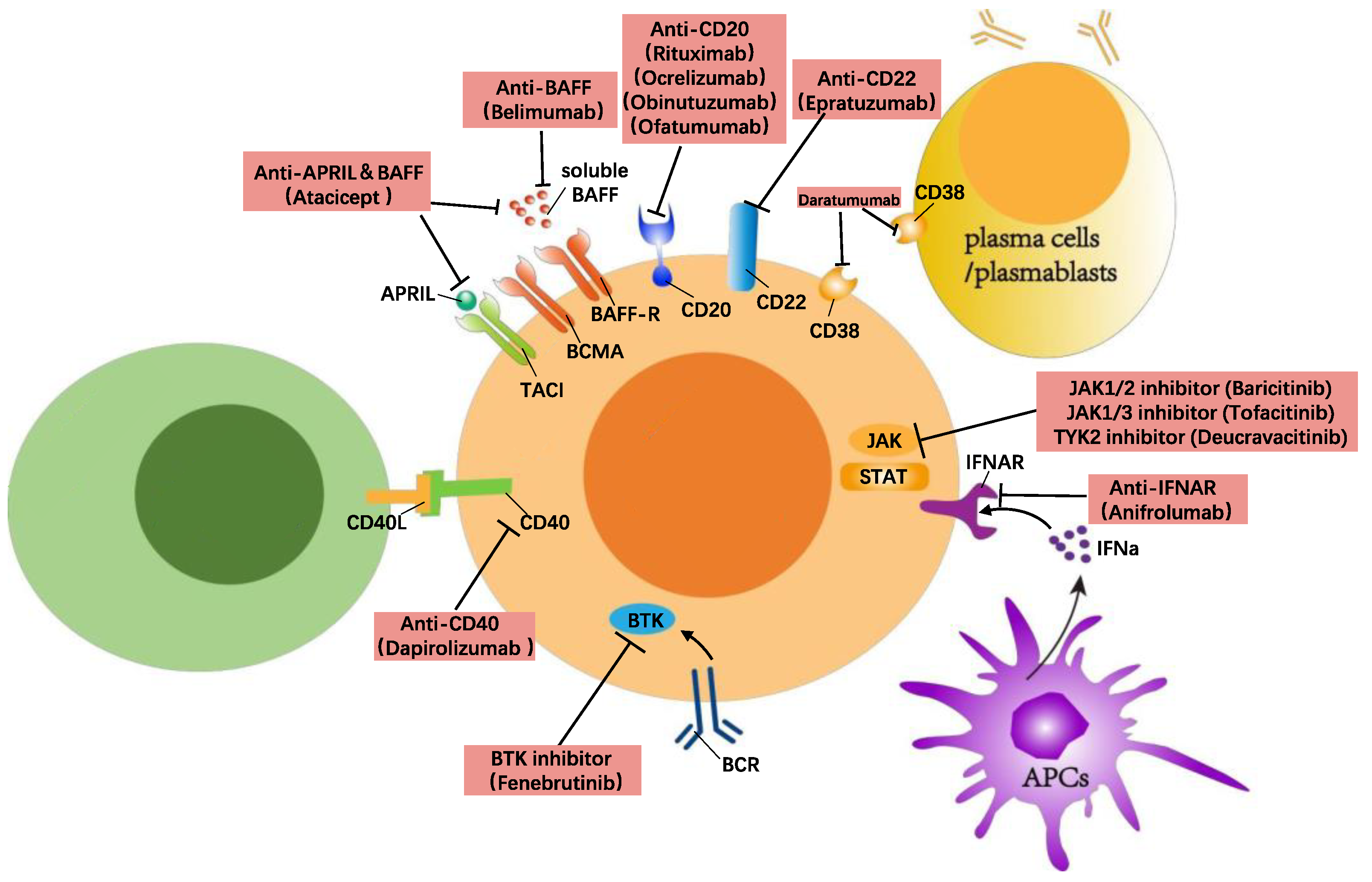 JCM | Free Full-Text | B Cell Tolerance And Targeted Therapies In SLE