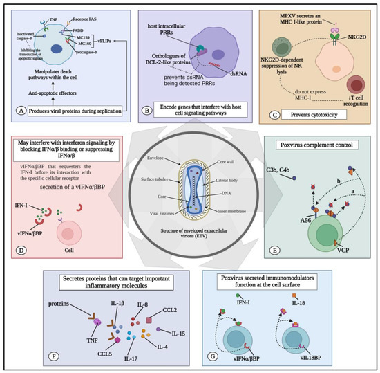 JCM | Free Full-Text | Mpox: An Overview of Pathogenesis, Diagnosis ...