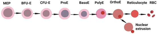 JCM | Free Full-Text | A Review of Key Regulators of Steady-State and ...