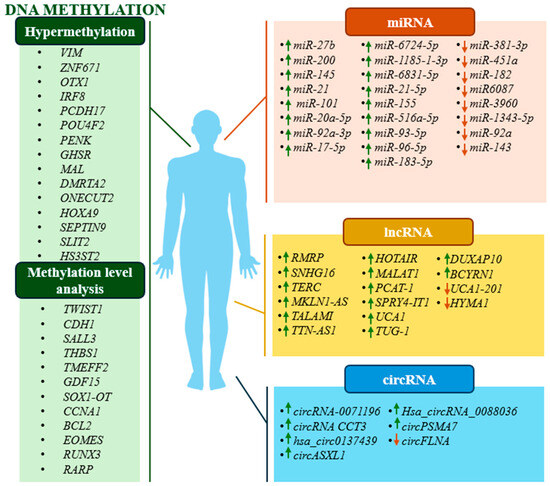 Epigenetic Biomarkers as a New Diagnostic Tool in Bladder